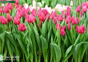 Tulipa Pink Ardour ® (2)